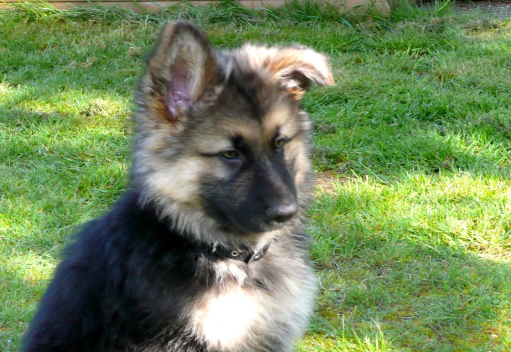 Amberley Kennels, Portsmouth Kennel / Cattery Reviews, Deals & Offers