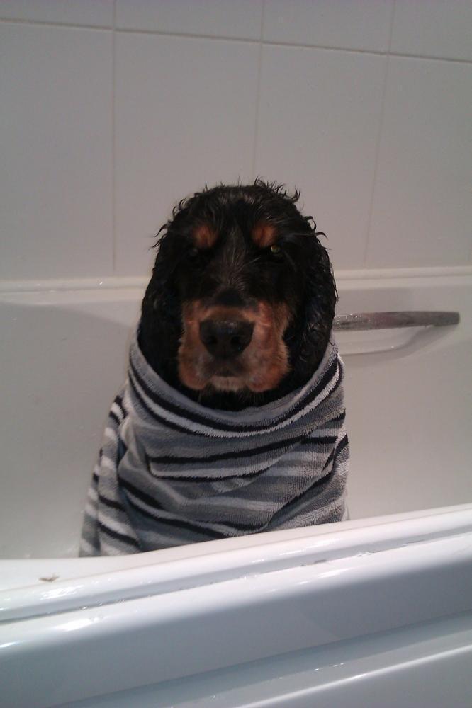 Amberley Kennels, Portsmouth Kennel / Cattery Reviews, Deals & Offers