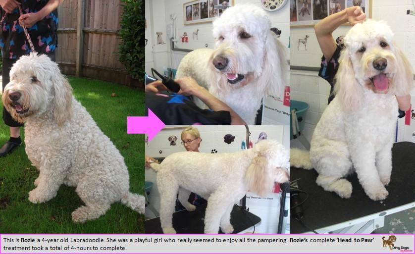 Dirty Dogs, StokeonTrent Dog Clipping and Grooming Reviews, Deals