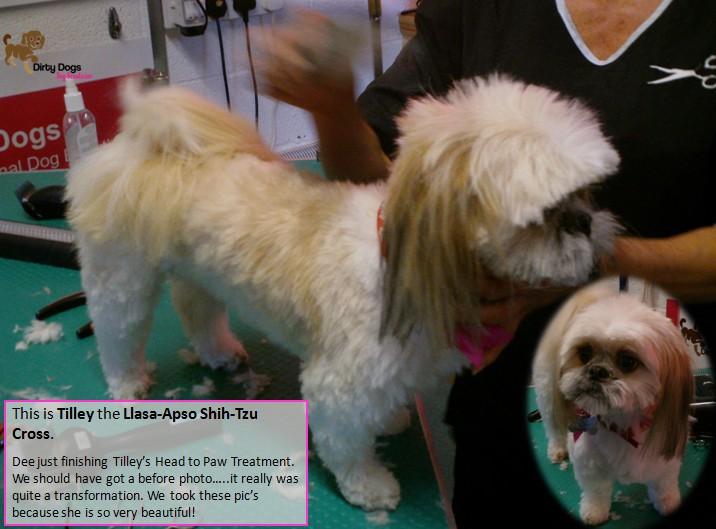 Dirty Dogs, StokeonTrent Dog Clipping and Grooming Reviews, Deals